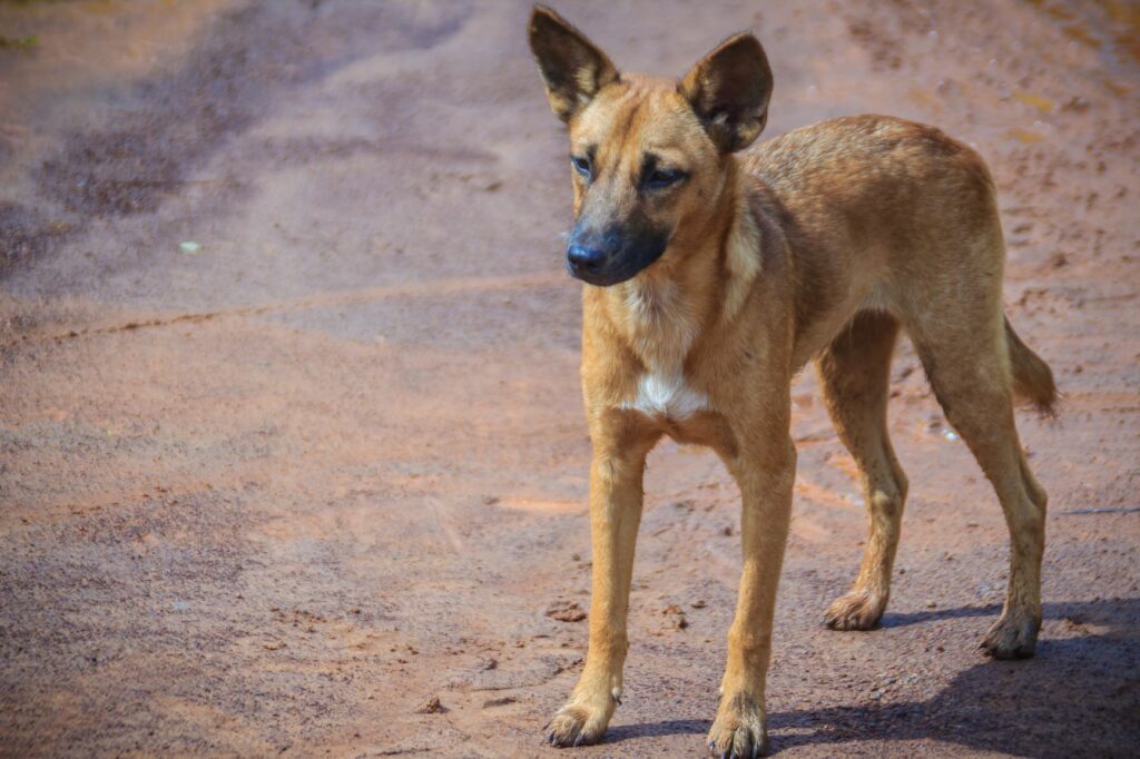 Cão na rua Desparasitação interna nos cães