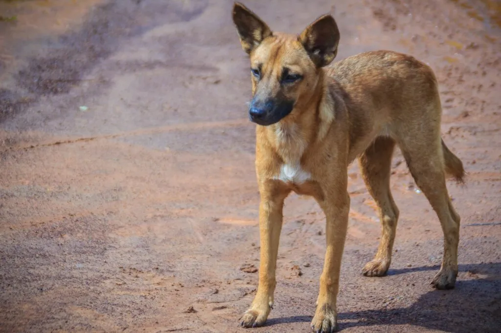 Cão na rua Desparasitação interna nos cães