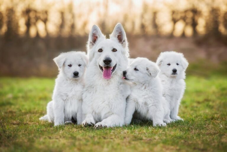 Desenvolvimento dos cachorros