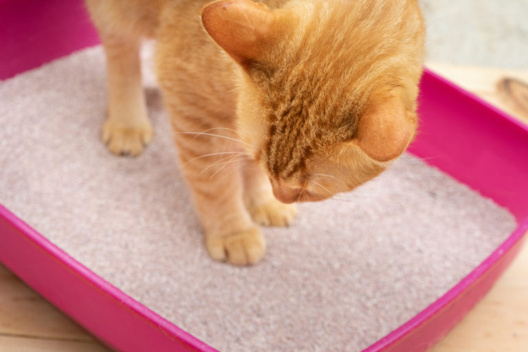 Caixas de areia para gatos: qual é a melhor alternativa