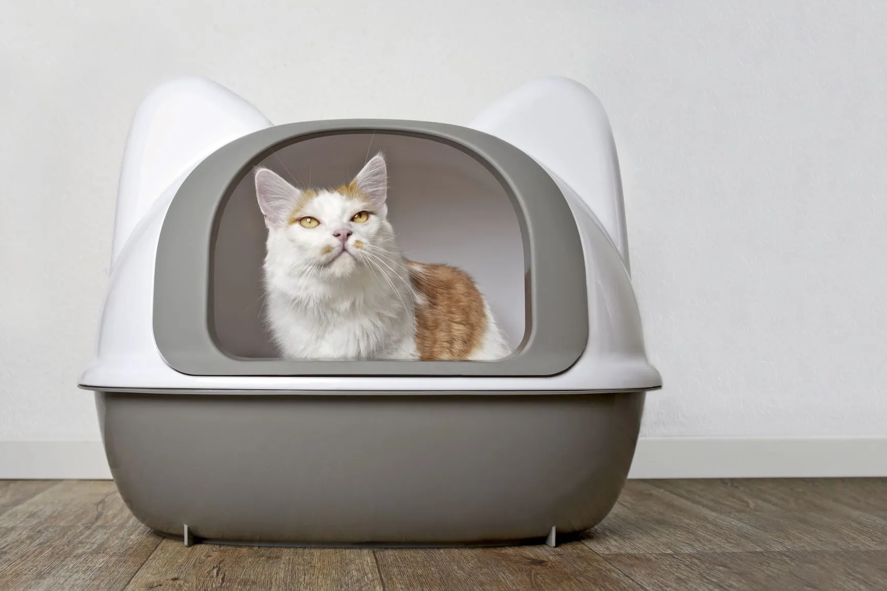 Caixas de areia para gatos: opção com tampa