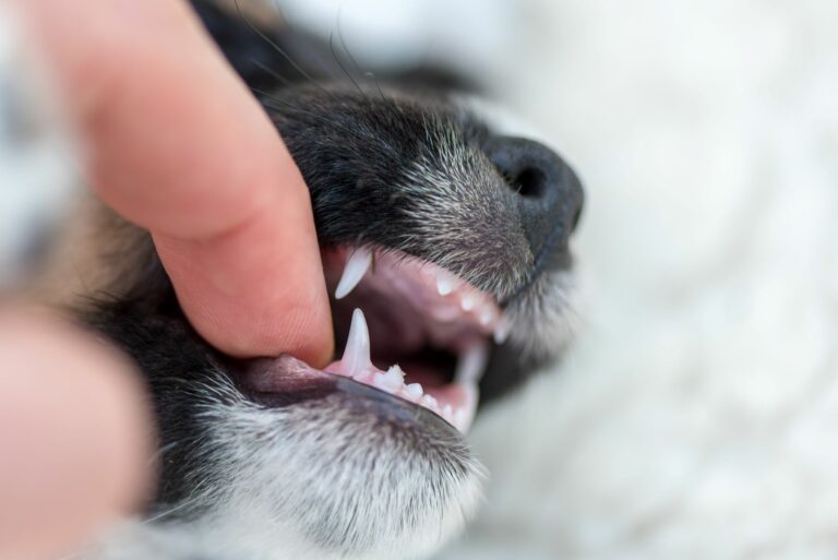 Dentes de leite de um cachorro Mudança dos dentes dos cachorros: dentes de leite