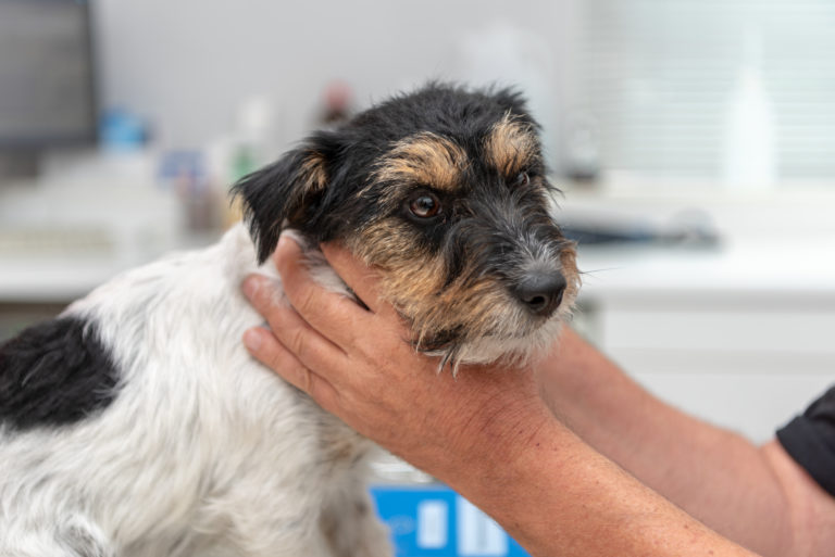 Veterinário examina um cão Hipotiroidismo nos cães: A tiroide é uma pequena glândula situada na base da garganta