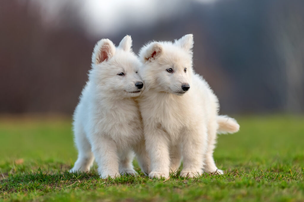 Dois cachorros na relva A Coccidiose canina é uma doença perigosa para os cachorros
