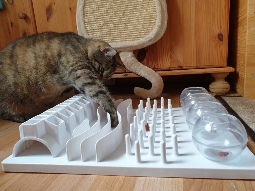 Gato a brincar com tabuleiro Exercício físico para gatos: tabuleiros de comida