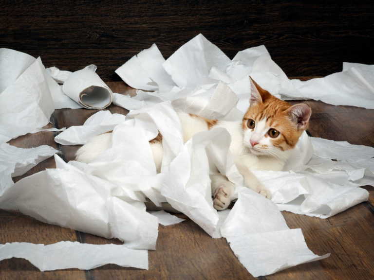Gato a brincar com papel higienico Problemas de higiene nos gatos