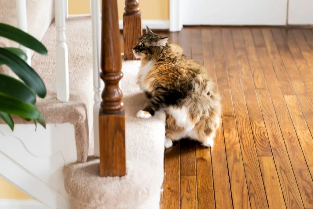 Gato a subir escadas Exercício físico para gatos: estimule o seu gato a subir escadas
