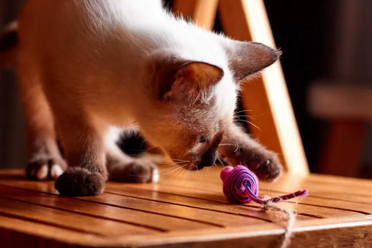 Gato com rato de brincar Exercício físico para gatos: ratos de brincar