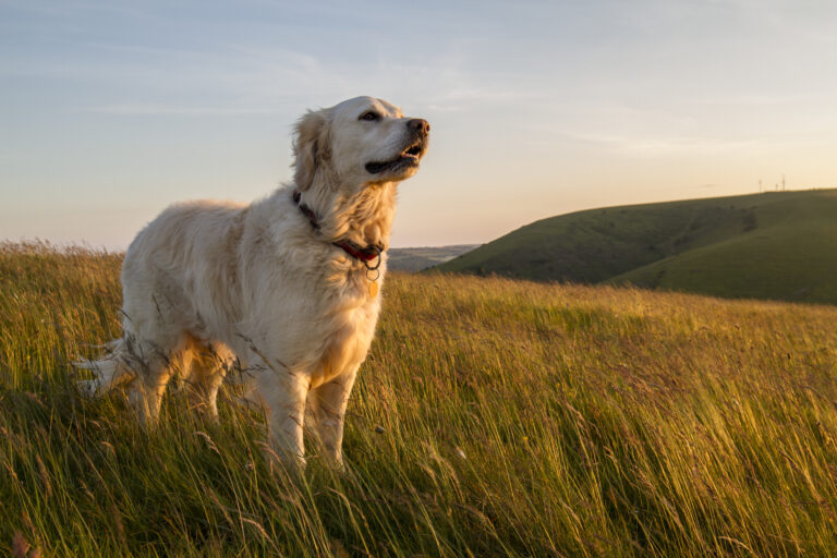 Cão a passear no campo ao pôr do sol Coccidiose canina: os parasitas estão na natureza
