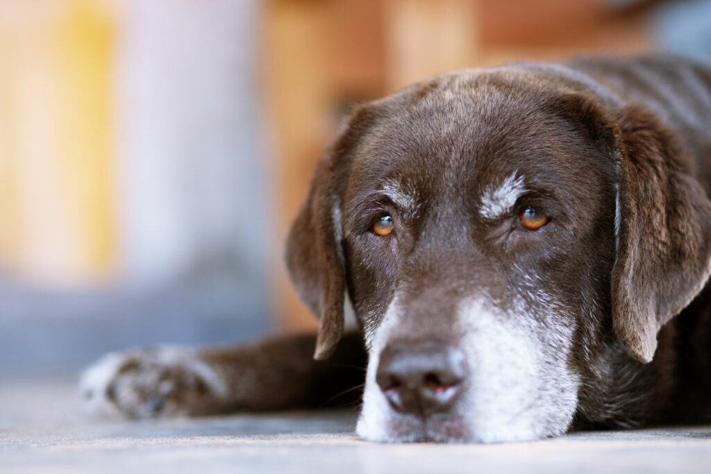 Cão deitado Hipotiroidismo nos cães: O hipotiroidismo canino altera o aspeto dos cães