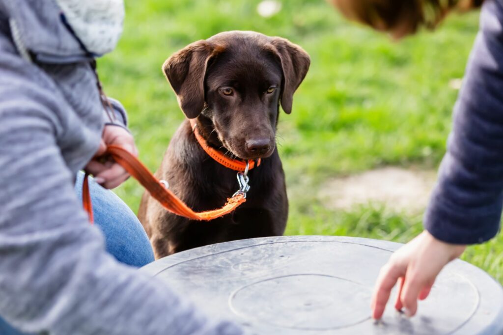 Desenvolvimento dos cachorros: Labrador na escola