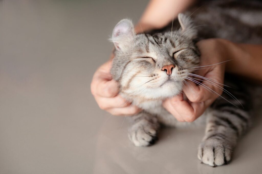 Gatinho feliz a receber massagens Prendas para