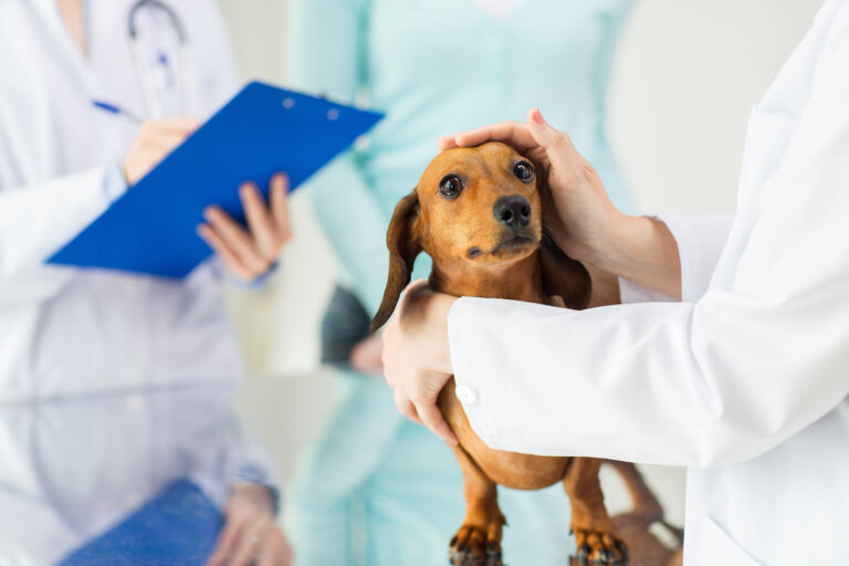 Parvovirose canina: veterinário faz um exame geral ao cão