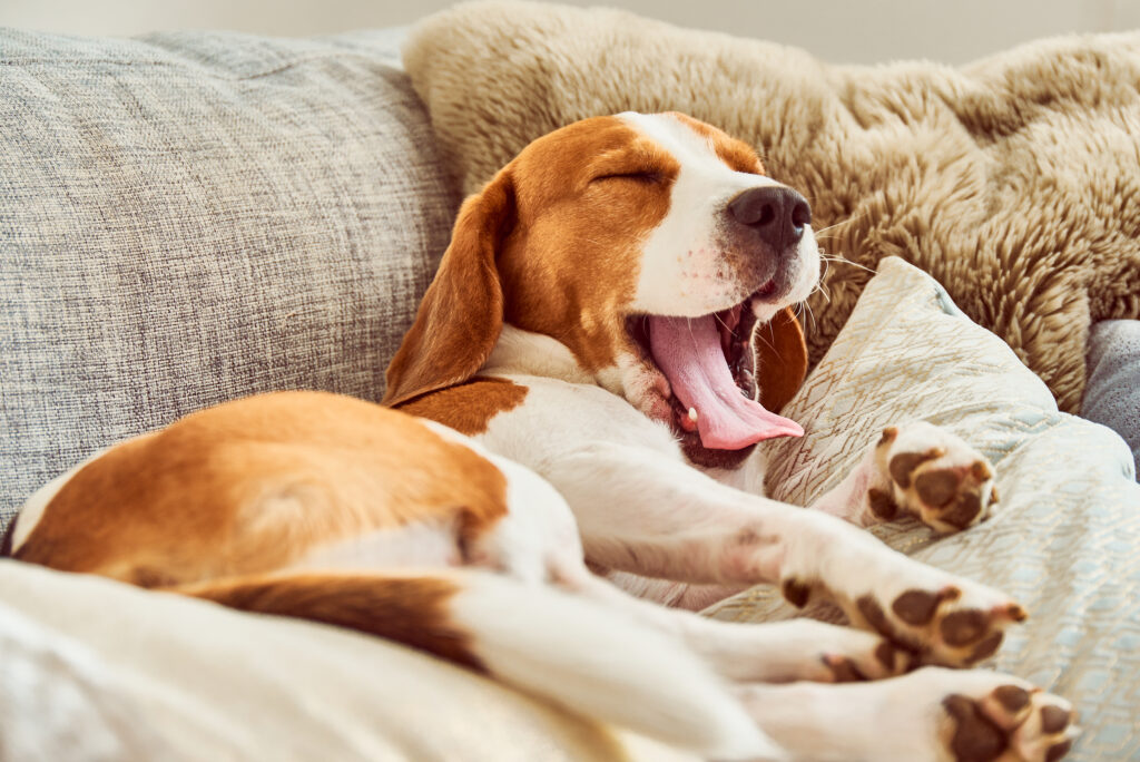 Beagle a acordar no sofá Fraqueza e letargia são sintomas da parvovirose canina