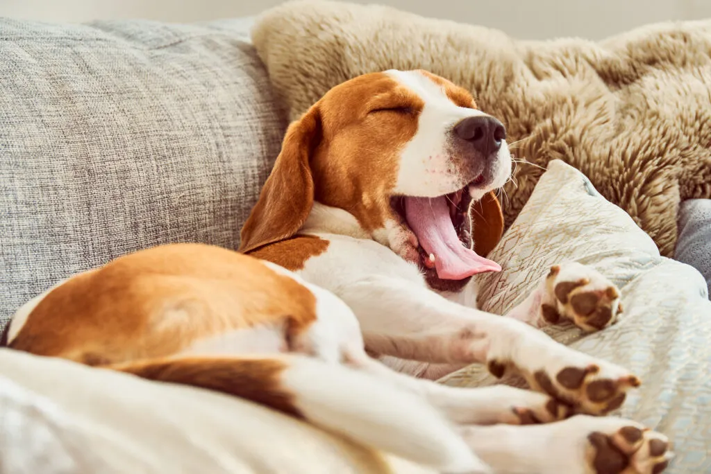 Beagle a acordar no sofá Fraqueza e letargia são sintomas da parvovirose canina