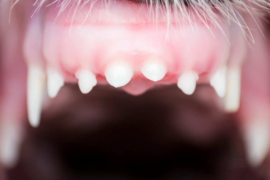 Pormenor dos dentes de leite dos cães