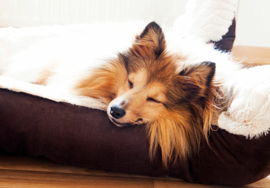 Cão dorme confortável na sua cama Prendas para cães no dia dos namorados: cão a dormir
