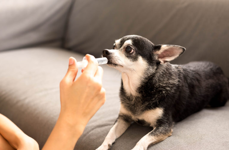 Cão deitado no sofá desparasitação interna nos cães