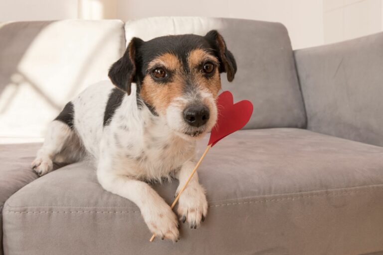 Cão no sofá com brinquedo de coração Prendas para cães no dia dos namorados