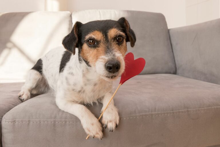 Prendas para cães no dia dos namorados