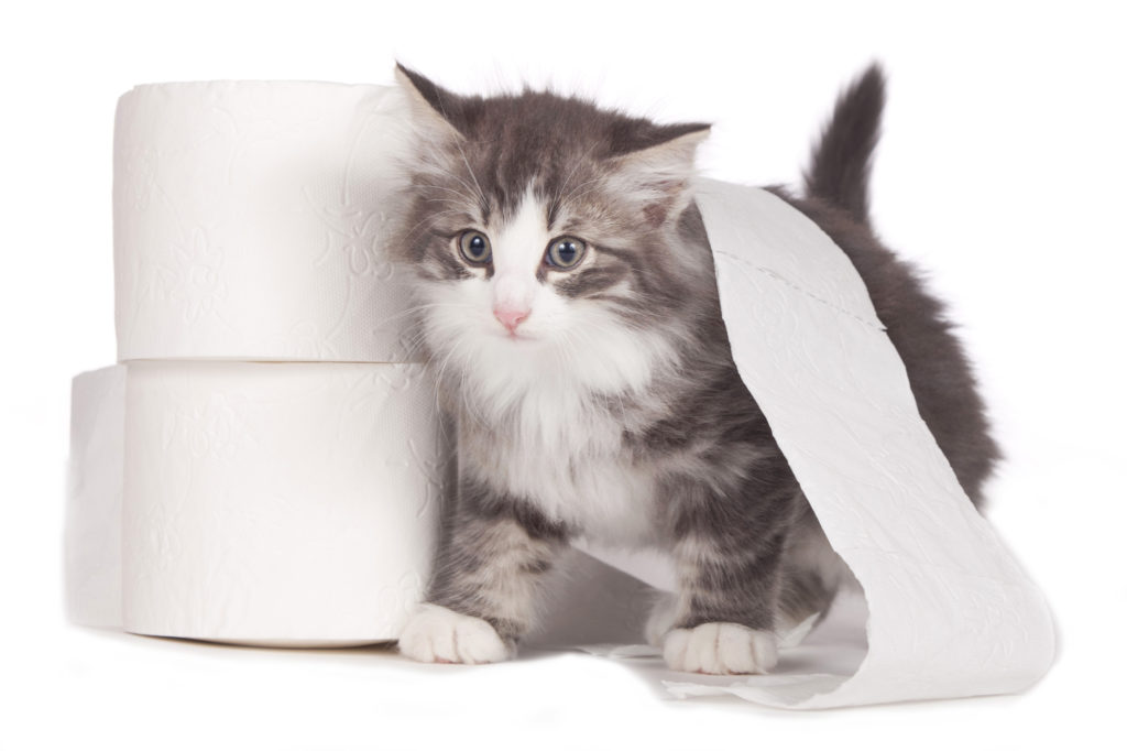 Gatinho com papel higienico Problemas de higiene nos gatos: gatinho