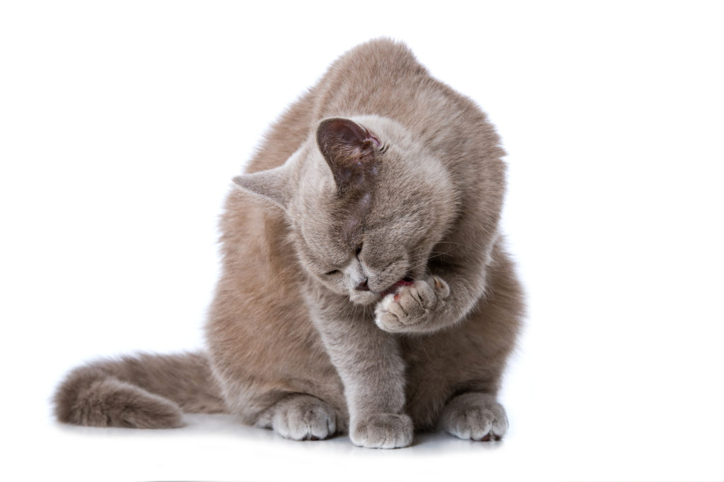 Gato a tomar banho Problemas de higiene nos gatos: gato a tomar banho