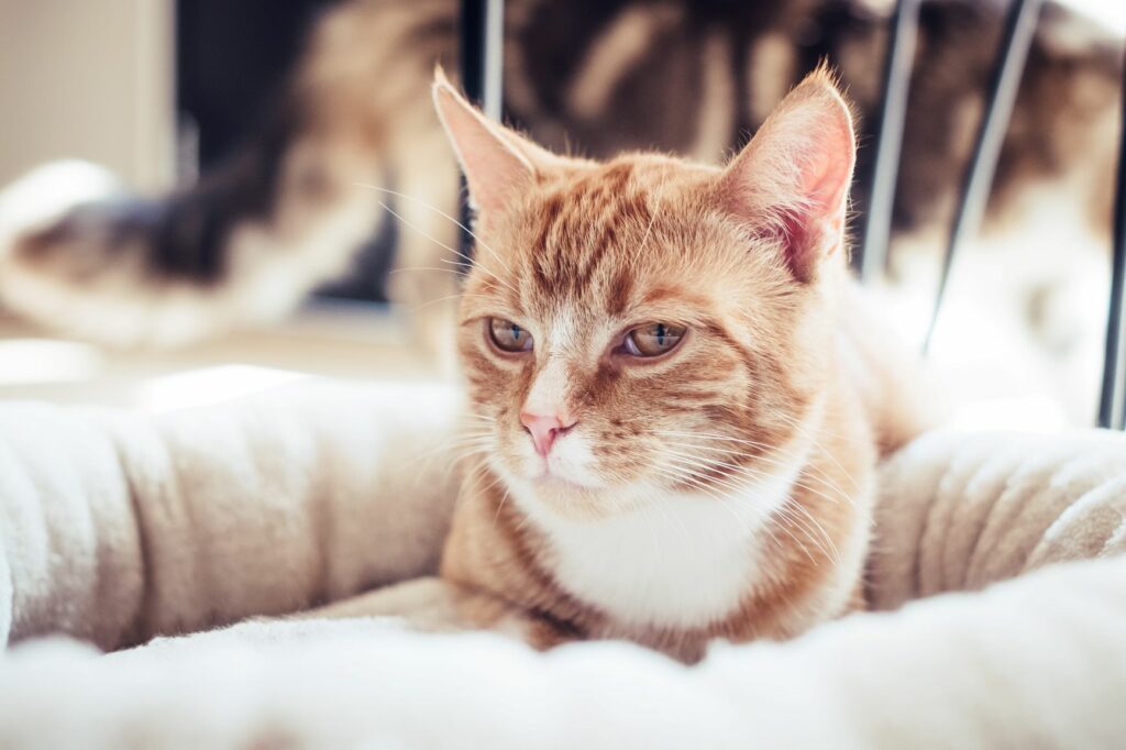 Gato deitado confortavelmente na sua cama gato deitado na cama