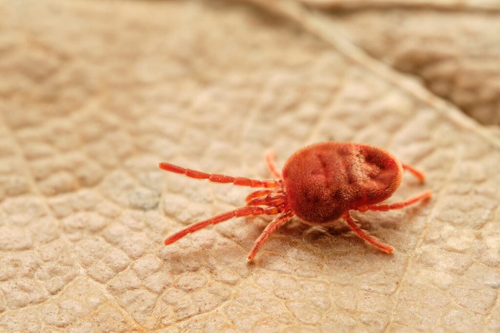 Imagem aumentada de um ácaro ácaros nos cães: imagem de um parasitas