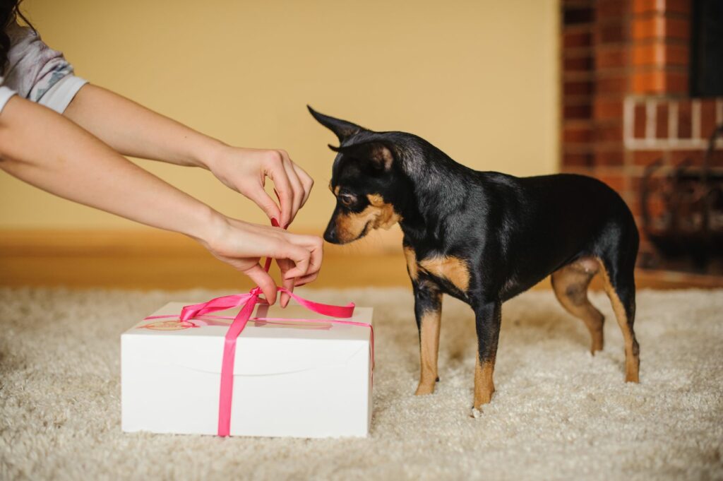 Cão recebe uma prenda especial Cão com prenda