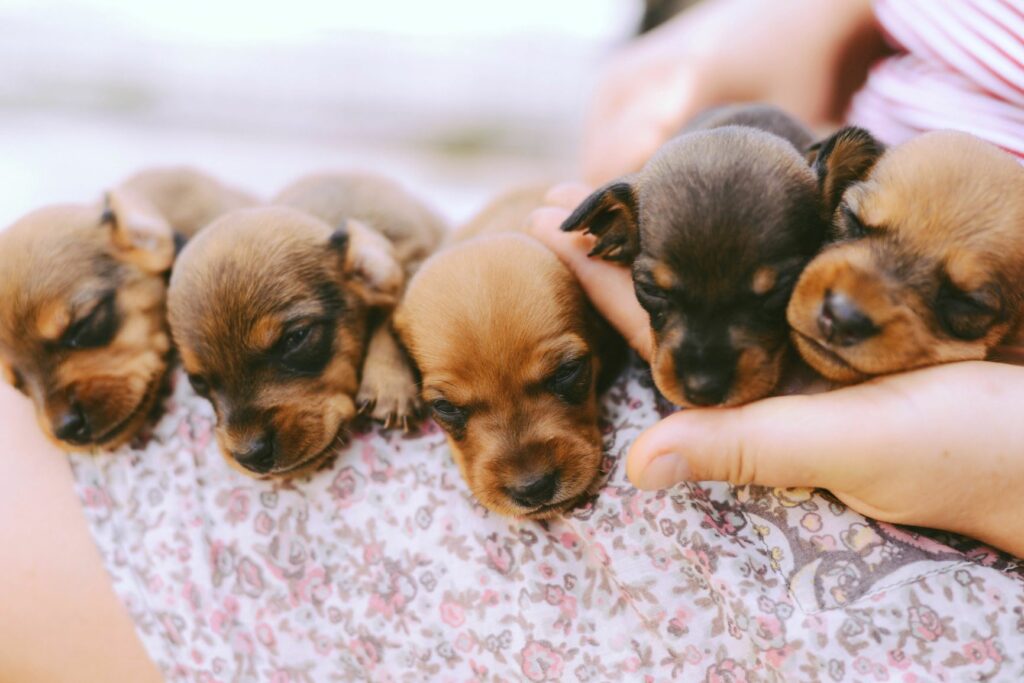 Desenvolvimento dos cachorros: socialização com pessoas