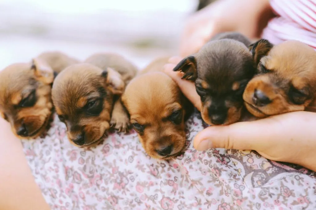 Desenvolvimento dos cachorros: socialização com pessoas