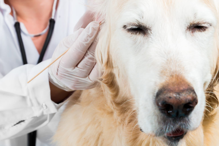 ácaros nos cães: tratamento aos ouvidos