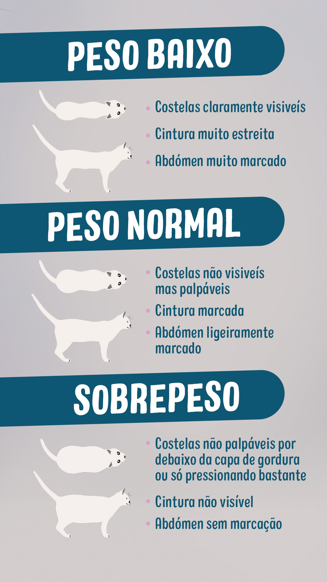 obesidade nos gatos