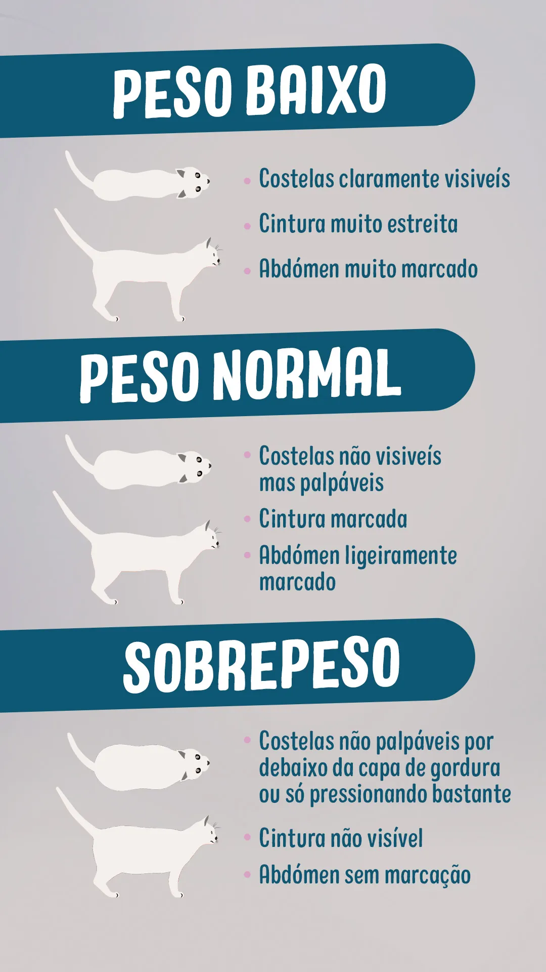 obesidade nos gatos