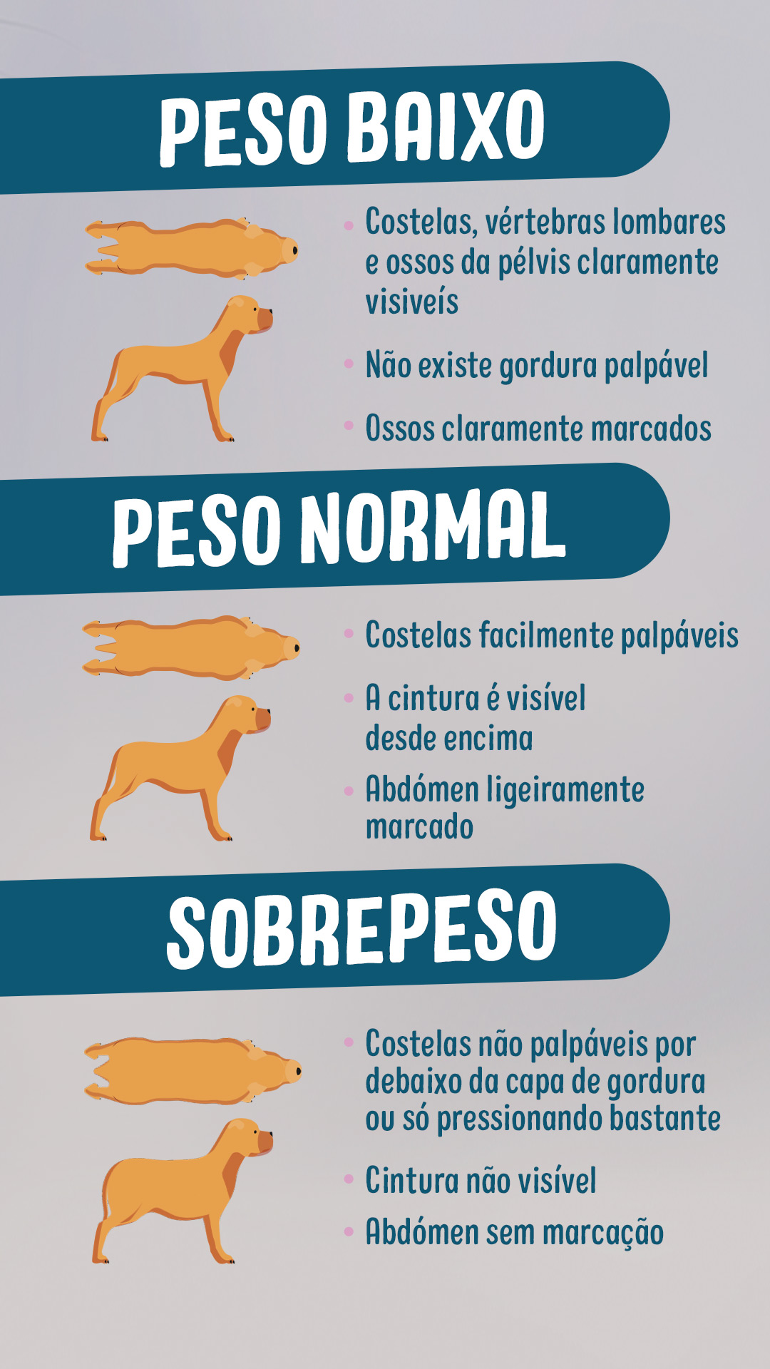 Obesidade Caes