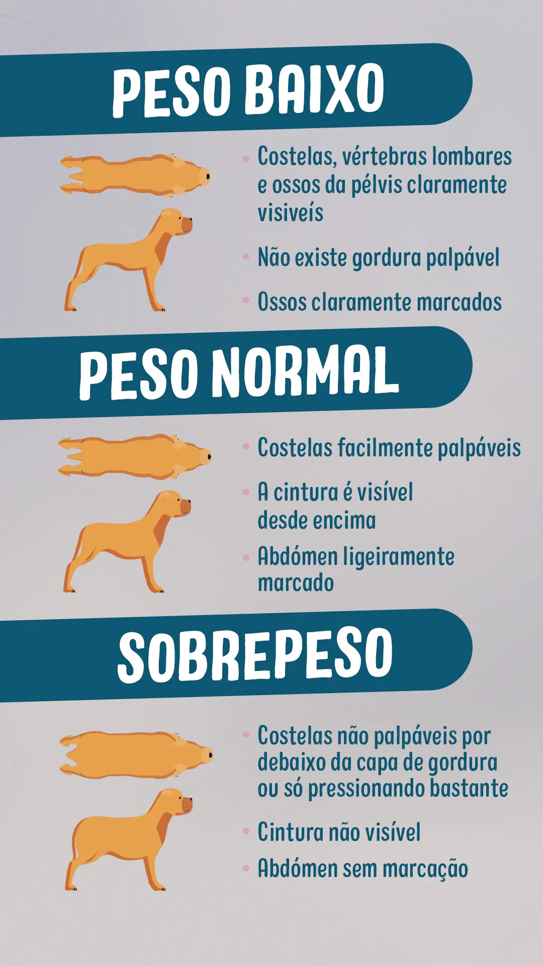 Obesidade Caes