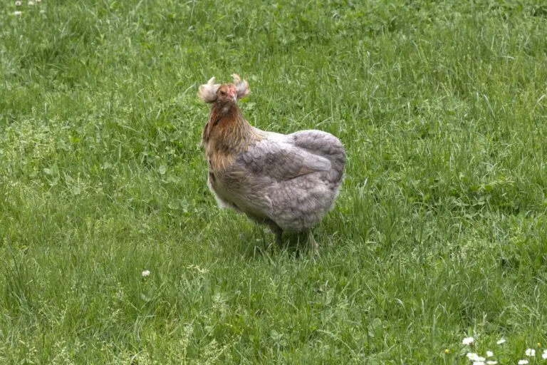 galinha araucana-768×512 galinha araucana-768×512