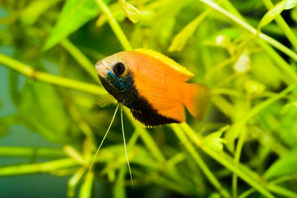 gourami mel_2-1024×684