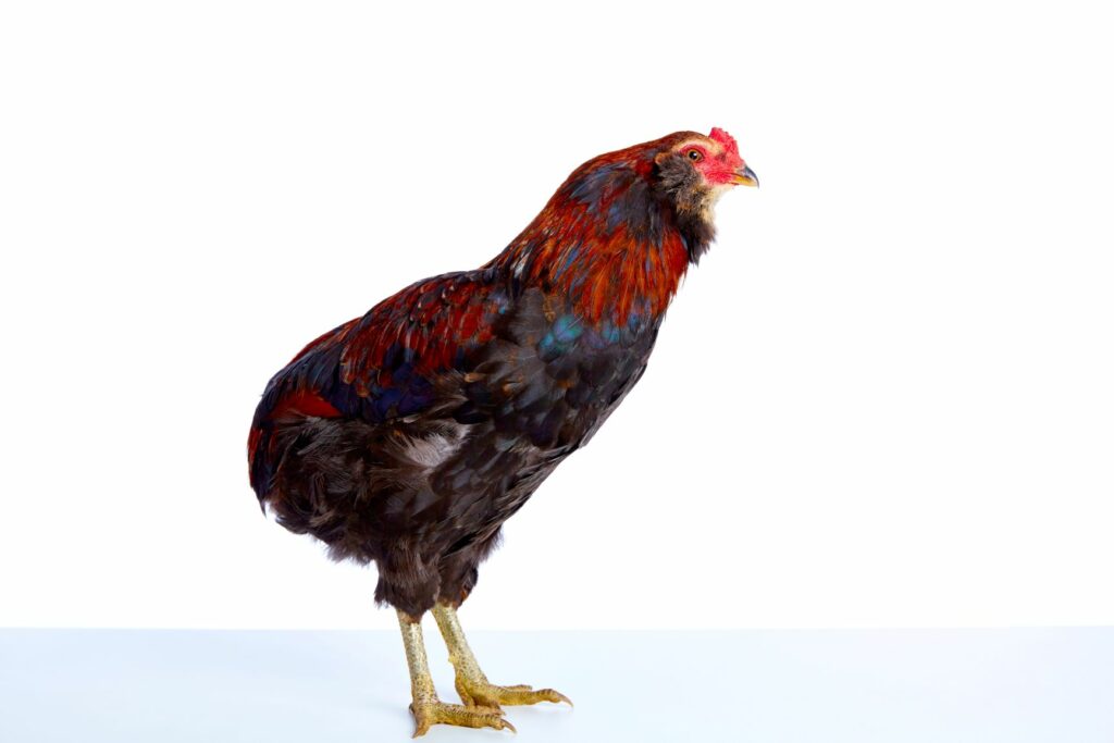 galo araucana-1024×683
