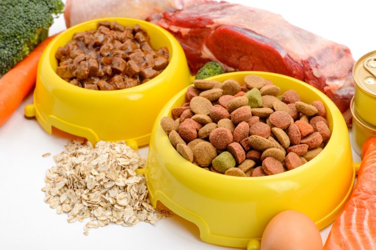 Comida para cães: ração seca ou comida húmida