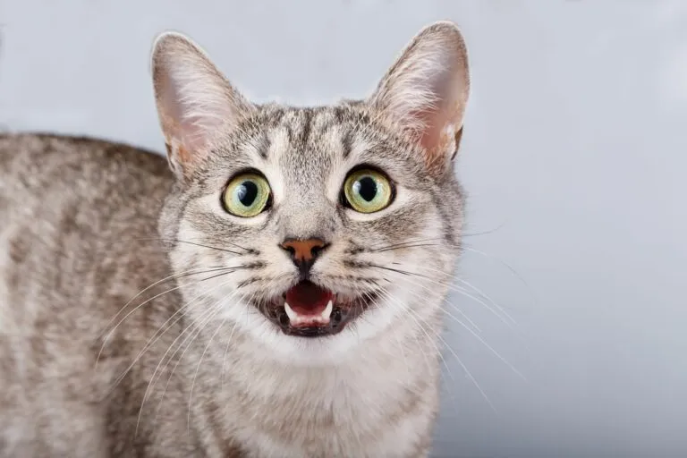 Sons de gatos: o miar tem muitos significados