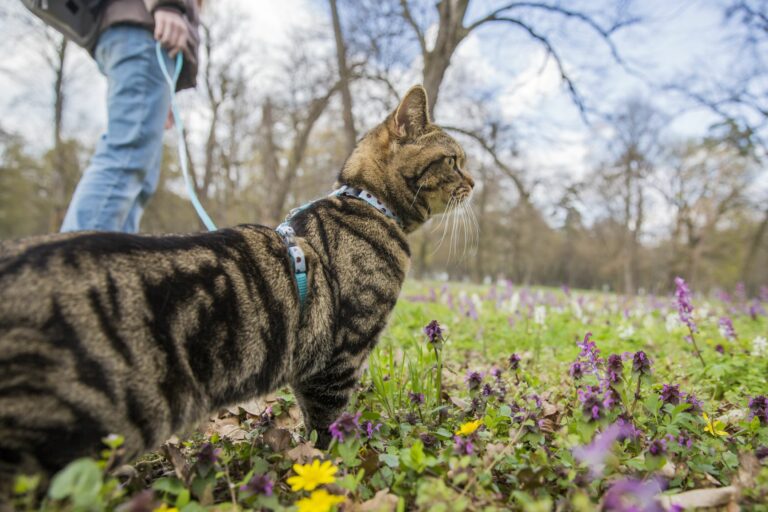Gato a passear num jardim Habituar gatos a passear com trela: Cuidados a ter
