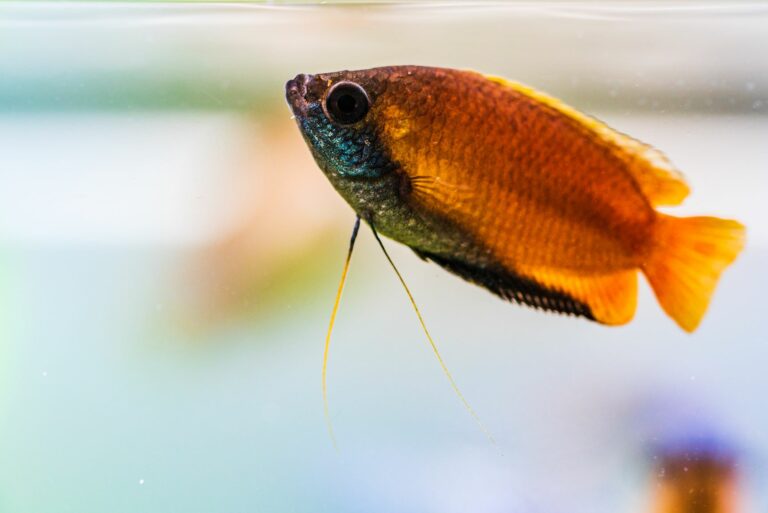 gourami mel-Trichogaster-chuna-768×513