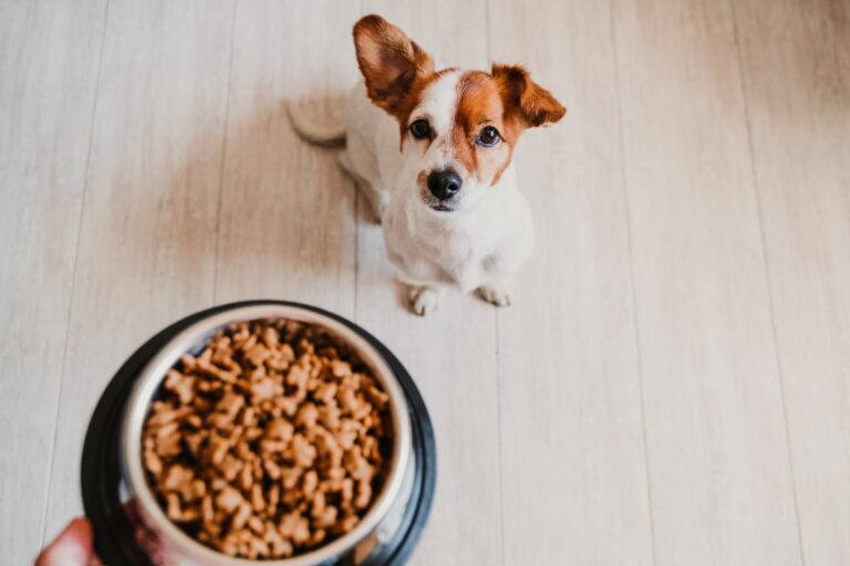 Cão olha para a comida a chegar A quantidade de comida para cães: cuidados com a alimentação