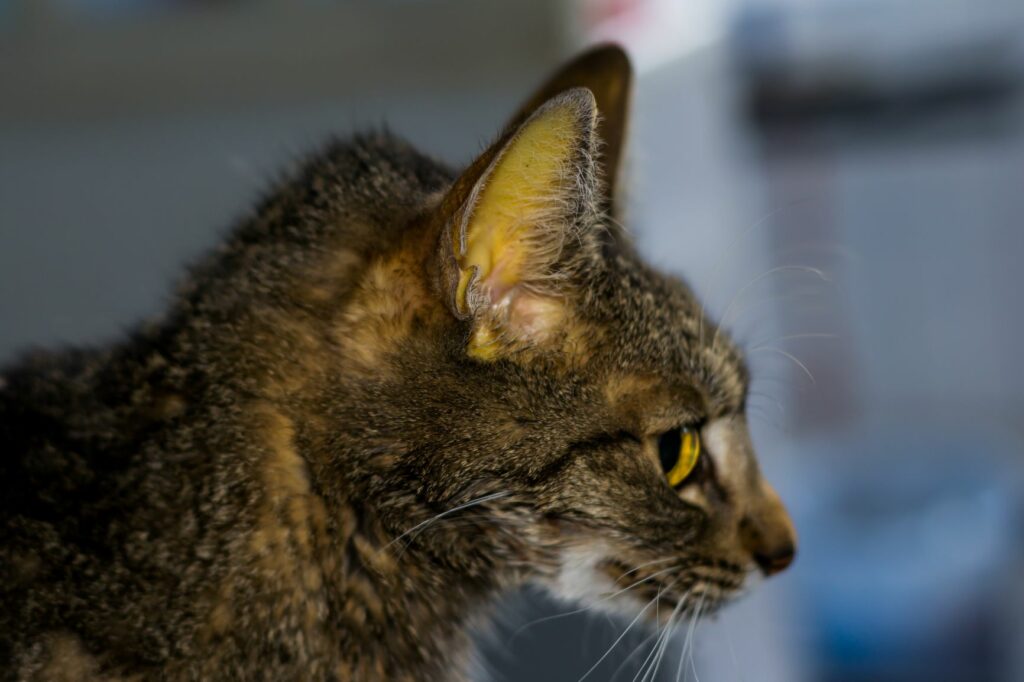 Icterícia: coloração amarelada nas mucosas de um gato com Peritonite Infeciosa Felina