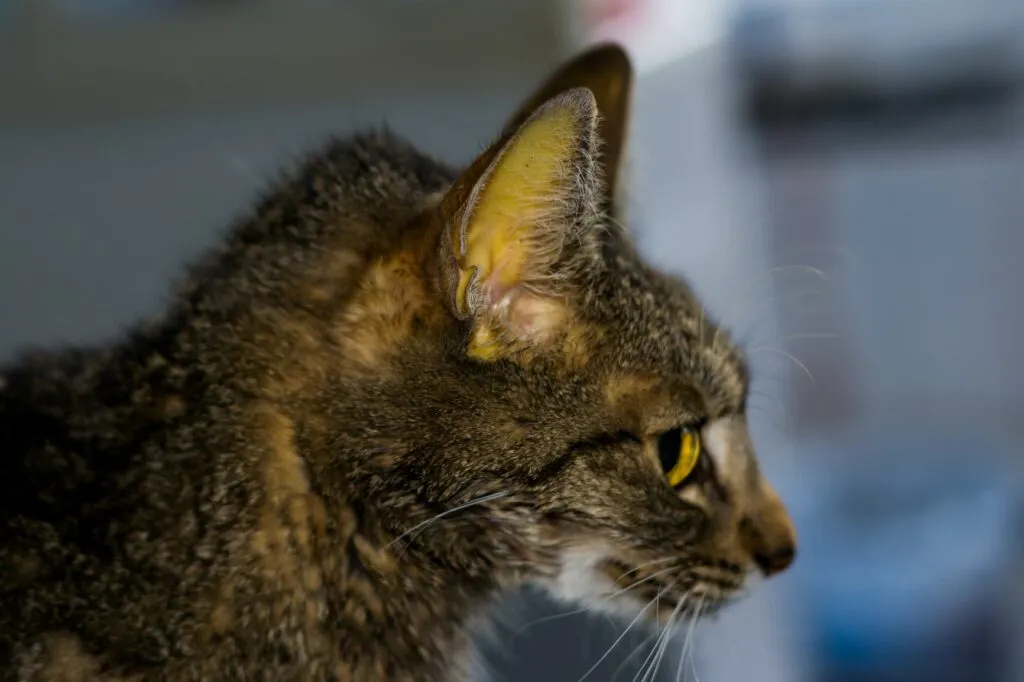 Icterícia nos gatos Icterícia: coloração amarelada nas mucosas de um gato com Peritonite Infeciosa Felina