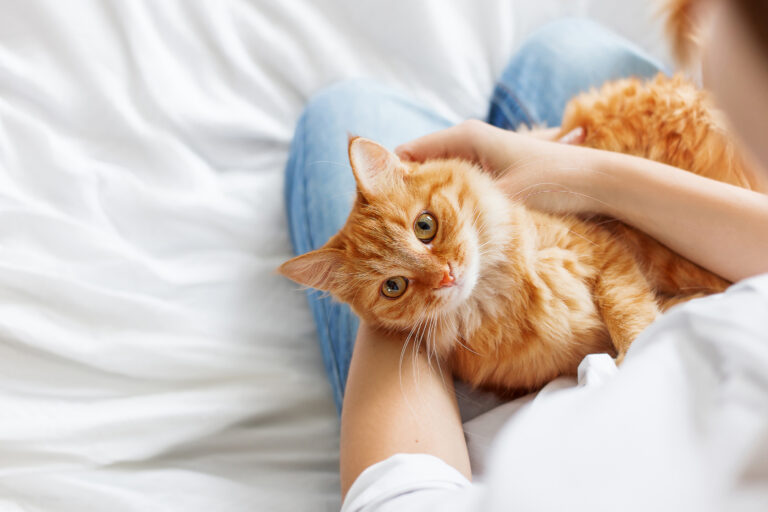 Gato ao colo Peritonite-Infeciosa-Felina: sintomas e tratamento