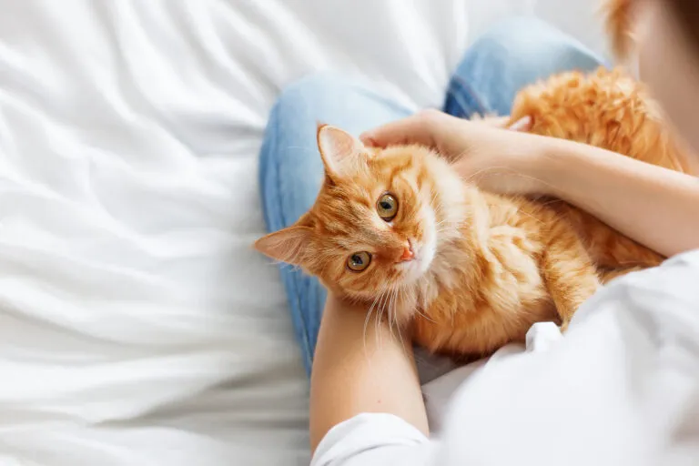Gato ao colo Peritonite-Infeciosa-Felina: sintomas e tratamento