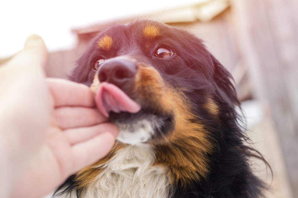 Porque os cães lambem os donos: uma forma de interação social