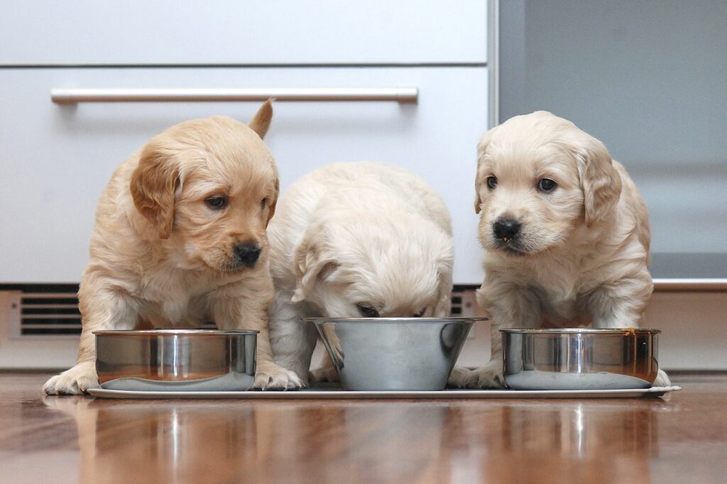 Três cachorrinhos a comer A quantide de comida para cães: cachorros